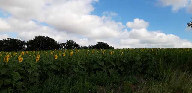 Ветераны обвиняют экс-секретаря горсовета Днепра Максима Романенко в агрорейдерстве