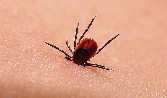 На Волині зафіксували випадок кліщового вірусного енцефаліту