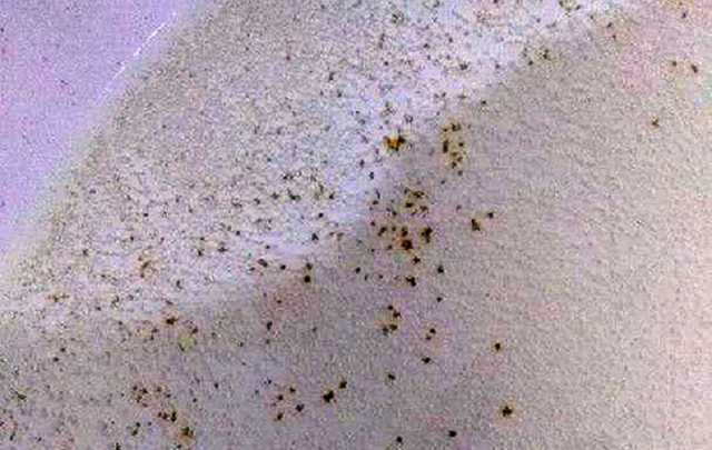 В оккупированной Макеевке из кранов льется вода с червями