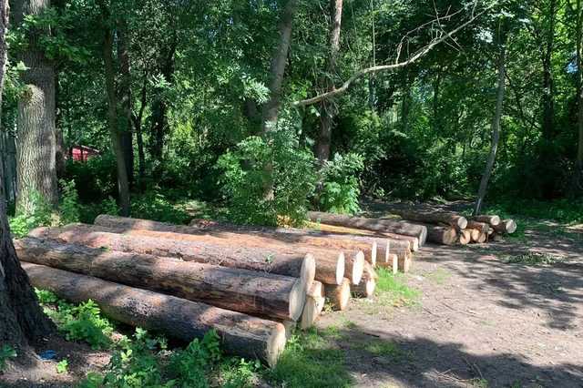 Замглавы Волынского лесхоза подозревается в незаконной вырубке леса на более 17 млн гривен