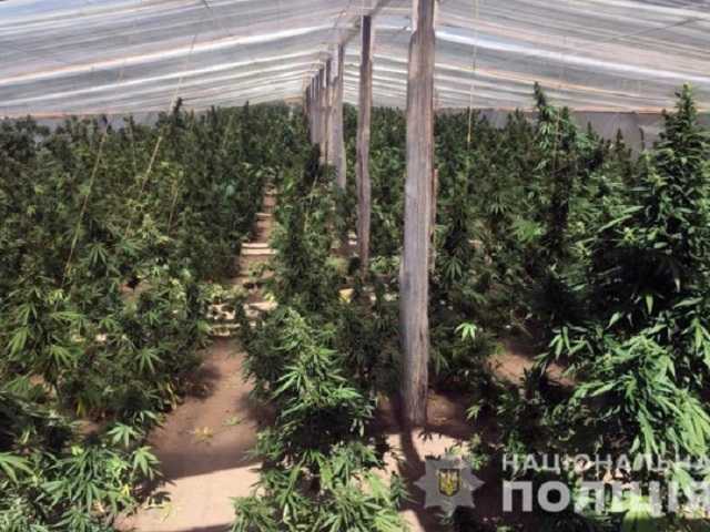 Военные организовали плантацию конопли «для нужд АТО»