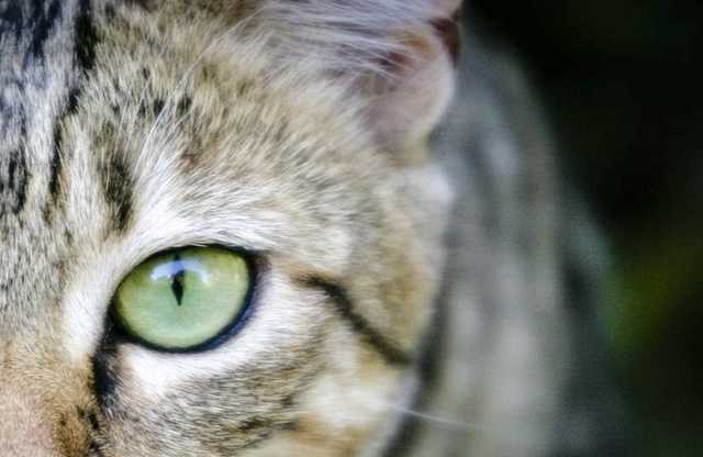 У Житомирській області мисливець жорстоко вбив кота