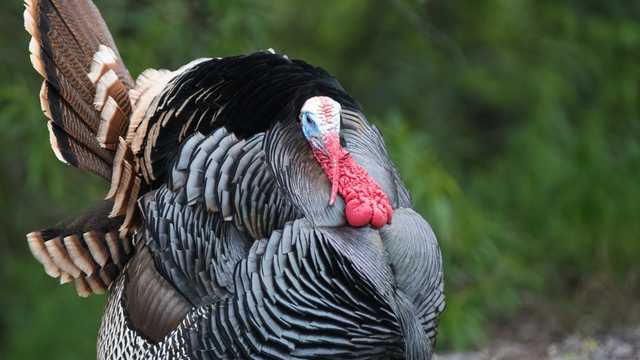 В Полтавской области мужчину оштрафовали за то, что сварил чужого индюка