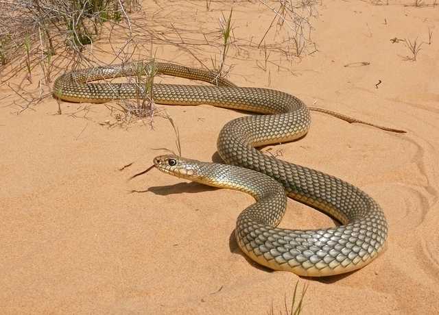 Под Одессой краснокнижная змея укусила девушку