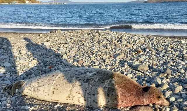 В России "нашли" причину катастрофы на Камчатке: в сети отреагировали