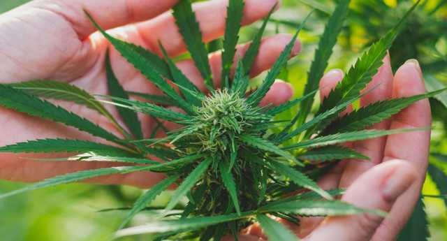 Легализацию каннабиса «внесли» в нашумевший опрос Зеленского