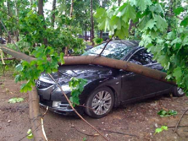 Если дерево упало на авто: украинцам рассказали, куда обращаться за компенсацией