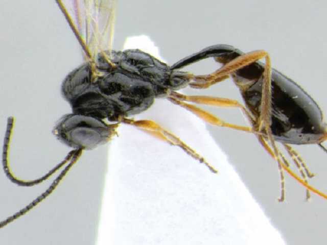 Новый вид неприятного насекомого назвали в честь COVID-19