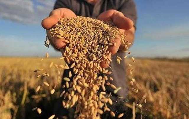 Україна зібрала 80% врожаю зернових, або 47,4 млн тонн