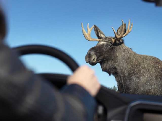 Под Киевом выскочивший на дорогу лось убил пассажира легковушки