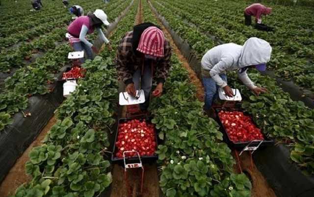 Польша собирается упростить переезд для заробитчан из Украины: новые правила