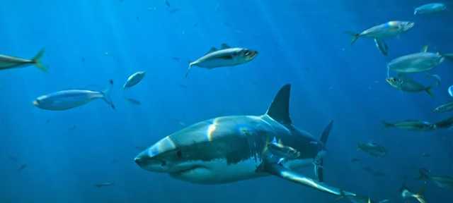 Нападение акулы на украинцев в Египте: появились подробности трагедии