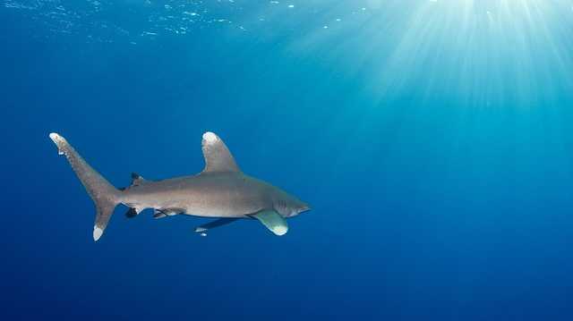 Стал известен вид откусившей украинскому ребенку руку акулы