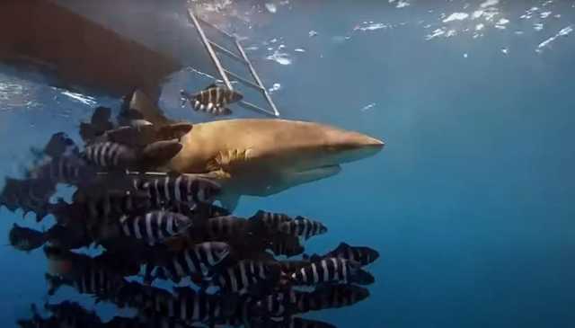 Дайвер показал акулу, которая могла напасть на украинцев в Египте