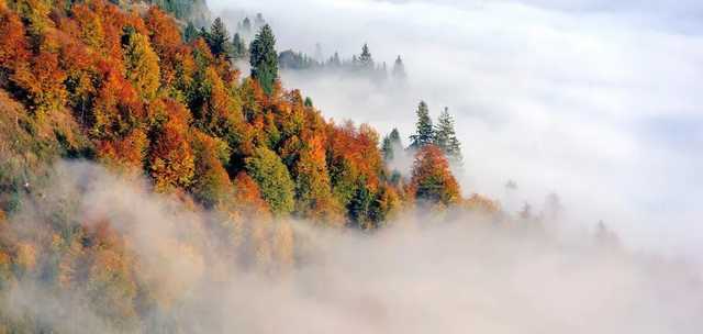 В Украине объявили желтый уровень опасности: какие области накроет туман