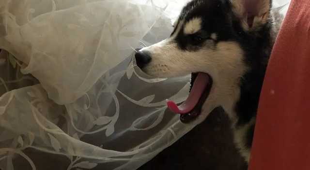 В Житомире женщина вывесила щенка из окна: полиция начала расследование