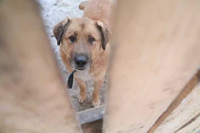 В Киеве двое нелюдей ели собаку