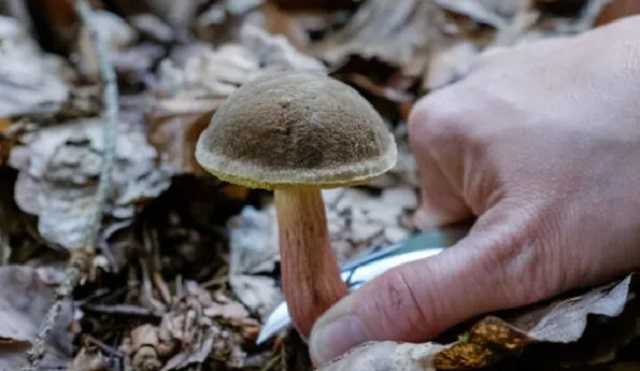 Ребенок умер, но мать уверяла, что разбирается: Украину накрыла волна отравлений грибами