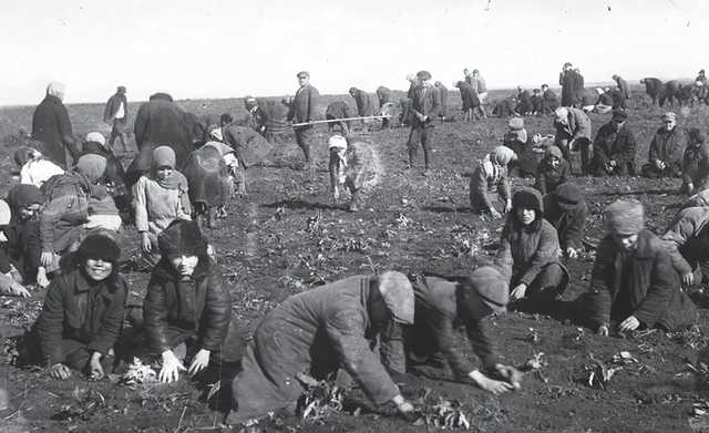 В сети вспомнили, как в СССР школьники работали в колхозах в холод
