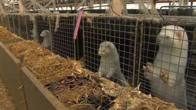 В Украине объявили о вакцинации норок от коронавируса