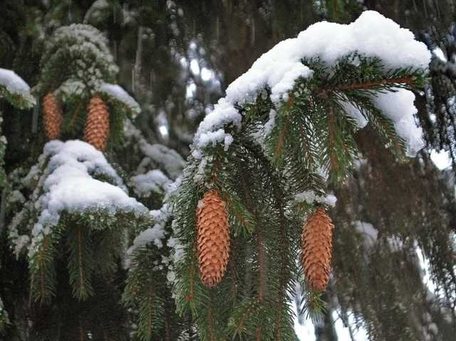 Харьков засыпало первым снегом