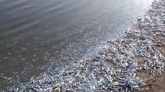 В лимане Азовского моря произошла массовая гибель рыбы
