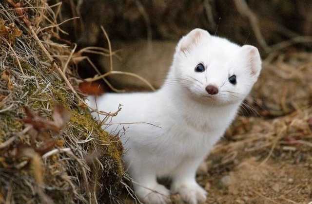 У Данії заявили, що в країні вимерла норкова мутація COVID-19