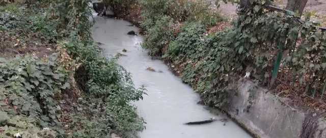 В Крыму появились "молочные реки": блогер предложила решение проблем с водой