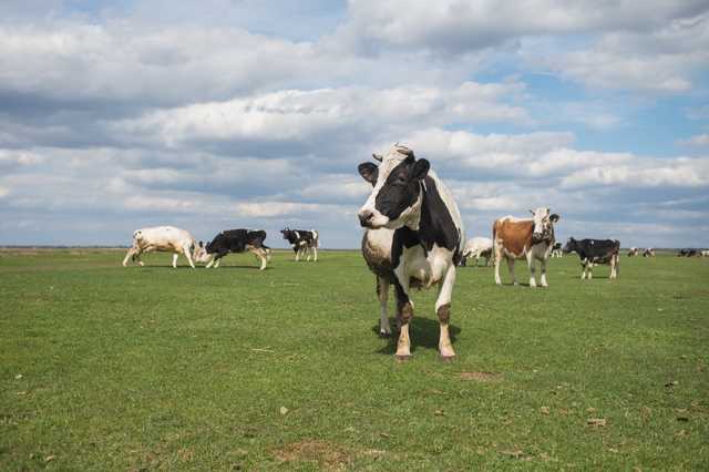 В Україні зміниться система реєстрація свійських тварин