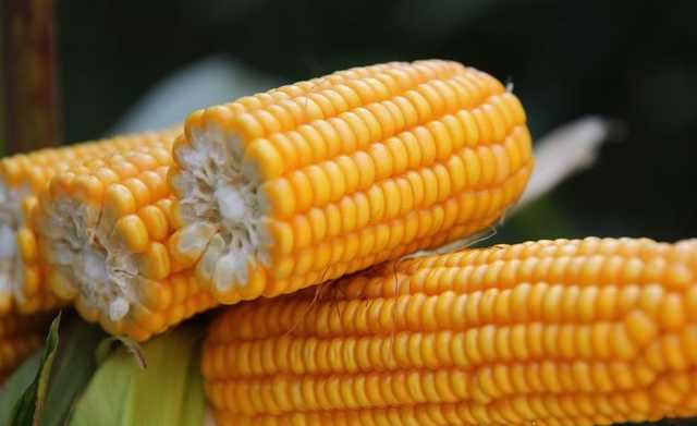 В Україні найнижчий за останні п’ять років врожай кукурудзи