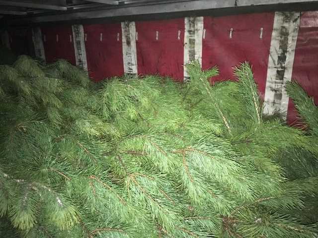 З України намагались нелегально вивезти майже тисячу новорічних дерев