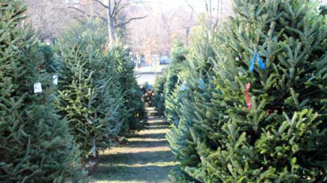 Гослесагентство назвало цены на новогодние ёлки для украинцев