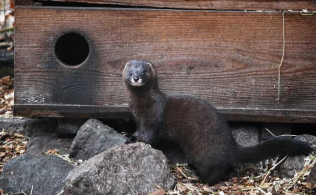 В Литве уничтожат 40 тысяч зараженных коронавирусом норок