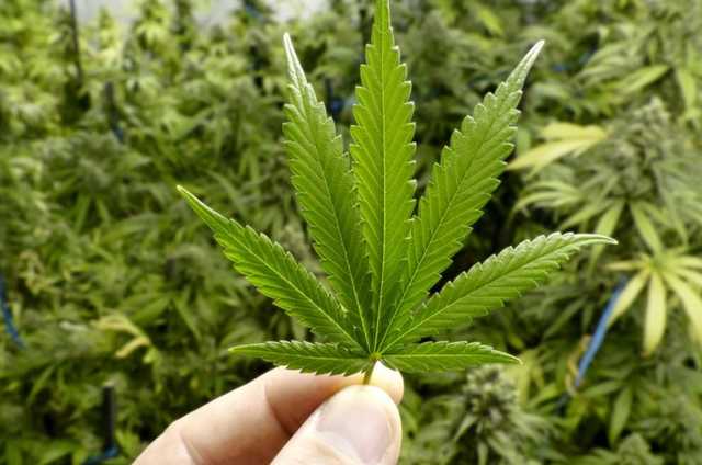 Конгрес США проголосував за легалізацію марихуани по всій країні