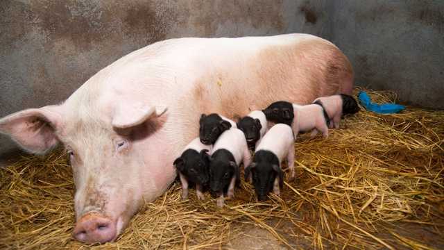 Завдяки Brexit Великобританія першою в Європі заборонить експорт живих тварин