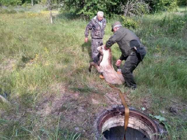 Под Чернобылем от человеческой деятельности погибают лошади Пржевальского: ученые бьют тревогу