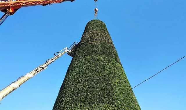 Крымскую елку назвали трубой в грязезащитном ковре