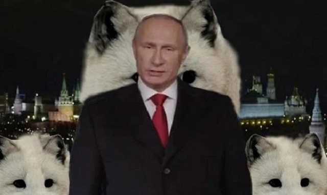 Три белых песца для Путина