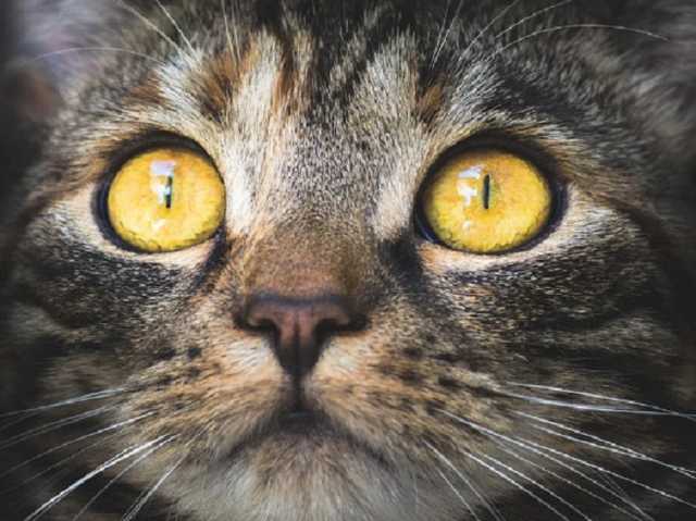 Сеть шокировало видео с украинскими военными и мертвой кошкой