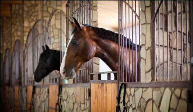 Коломойский и Галантерник добиваются приватизации "Коневодства Украины"