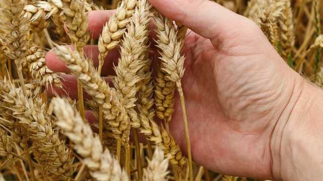 Экспорт зерновых из Украины упал на 16 процентов