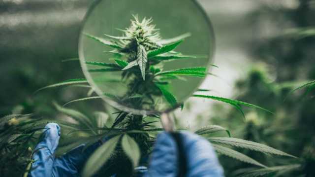 После заявления Епифания о марихуане "Голос" зарегистрировал в Раде законопроект о ее легализации