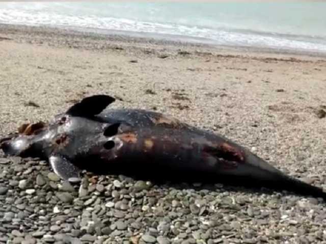 В 2020 году в Крыму погибло рекордное число дельфинов, — экологи