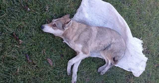 На Львовщине подростки посадили собаку в мешок и избивали ее палкой