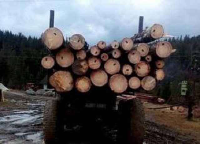 На Львовщине лесорубы избили и привязали к авто активиста