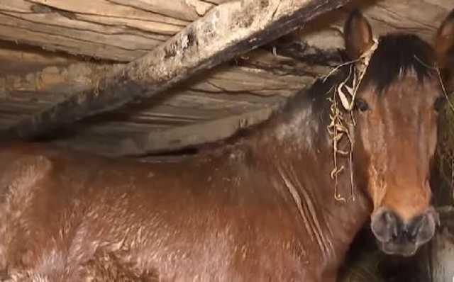 Под Тернополем школьники украли двух лошадей, чтобы как следует отпраздновать Новый год