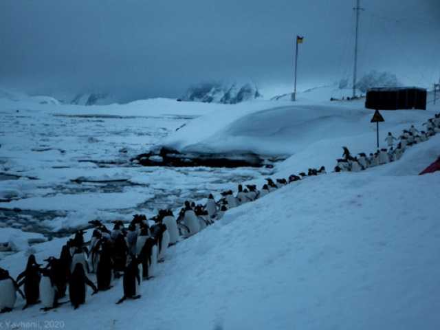 Почти с 7-этажный дом: возле станции "Академик Вернадский" откололась часть ледника