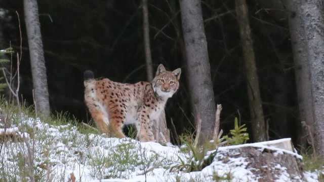 Появились фото двух диких рысей, сделанные в зимнем лесу Карпат