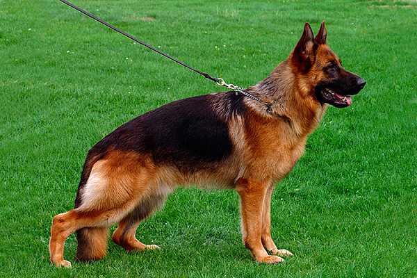 В Мелитополе мужчина убил овчарку топором