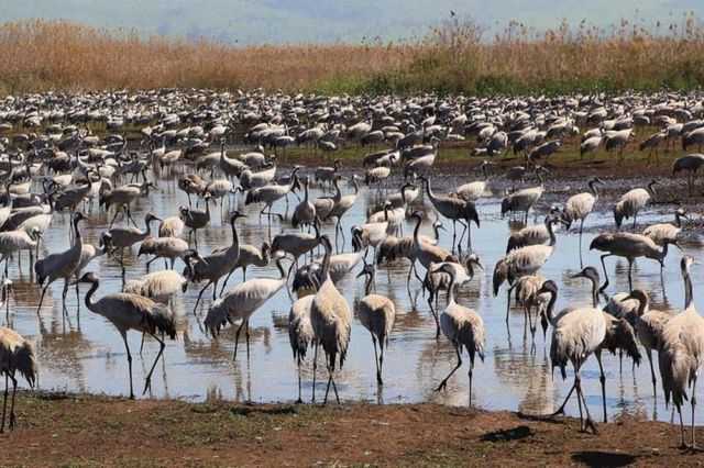 Понад 180 червонокнижних журавлів загинули в «Асканії-Новій», попередньо їх отруїли фермери